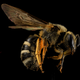 Lasioglossum coriaceum, a bee found in the Indiana Dunes National Lakeshore.
